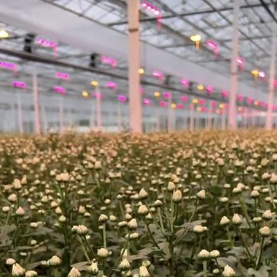 Multi-Span Hydroponics Growing with Good Light Transmission and Customizable Options