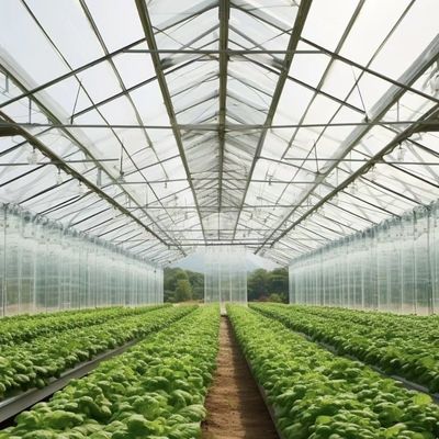 Multi-Span Hydroponics Growing with Good Light Transmission and Customizable Options