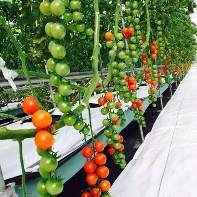 Customized Soilless Culture Solutions for Glass Greenhouse Department Cover Material Film
