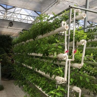 Customized Soilless Culture Solutions for Glass Greenhouse Department Cover Material Film