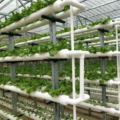 Customized Soilless Culture Solutions for Glass Greenhouse Department Cover Material Film