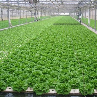 Customized Soilless Culture Solutions for Glass Greenhouse Department Cover Material Film