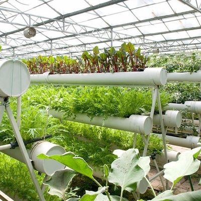 High Yield Greenhouse Hydroponic System Customization for Commercial Sustainability