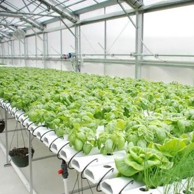 High Yield Greenhouse Hydroponic System Customization for Commercial Sustainability