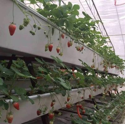 High Yield Greenhouse Hydroponic System Customization for Commercial Sustainability