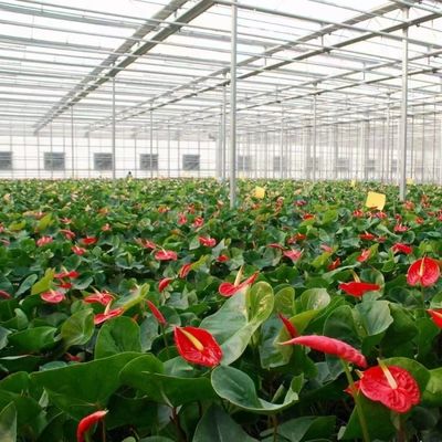 Hydroponic Growing Multi Shading Screen Glass Greenhouse with Steel Structure and Span