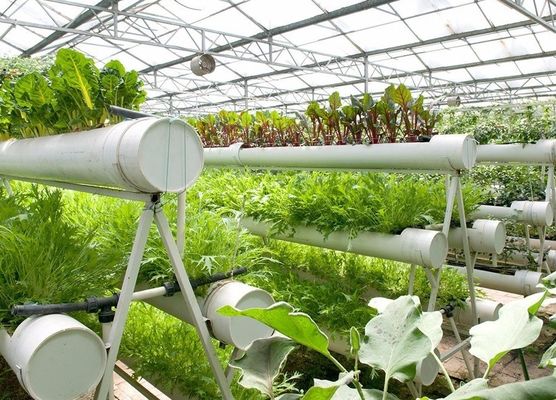 Farming Film Greenhouse Hydroponic Setup with Steel Structure and Large-Scale Capacity