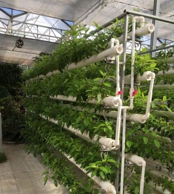 Farming Film Greenhouse Hydroponic Setup with Steel Structure and Large-Scale Capacity