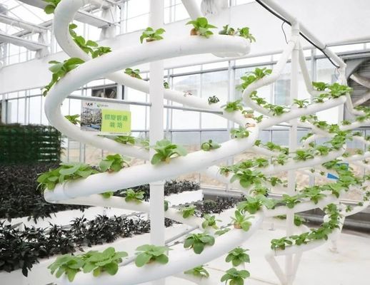 Farming Film Greenhouse Hydroponic Setup with Steel Structure and Large-Scale Capacity