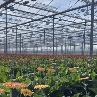 Venlo Glass Greenhouse Hydroponics System for Vegetables Made in the Netherlands