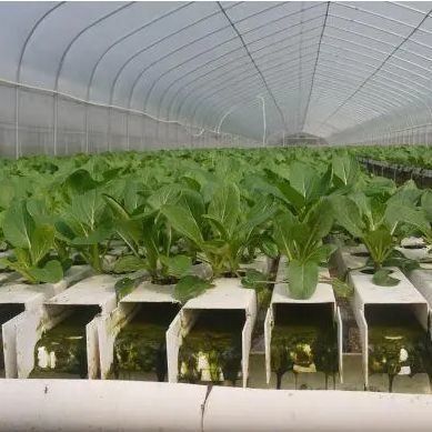 Film Farming Made Easy Advanced Soilless Culture Techniques for Commercial Greenhouse