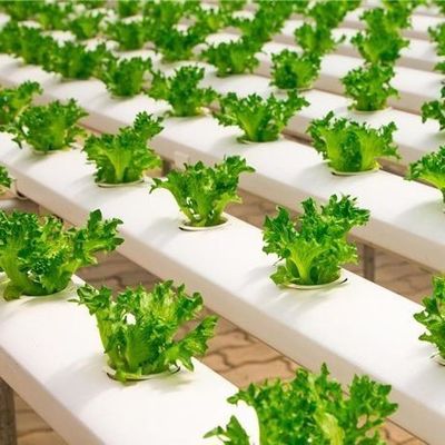 Film Greenhouse Hydroponic System Package Gross Weight 2000.000kg Customized Request
