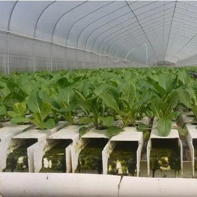 Film Greenhouse Hydroponic System Package Gross Weight 2000.000kg Customized Request