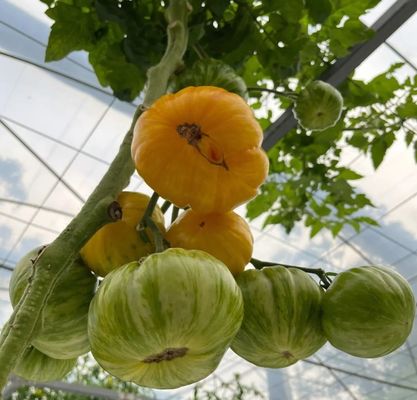 Film Greenhouse Hydroponic System Package Gross Weight 2000.000kg Customized Request
