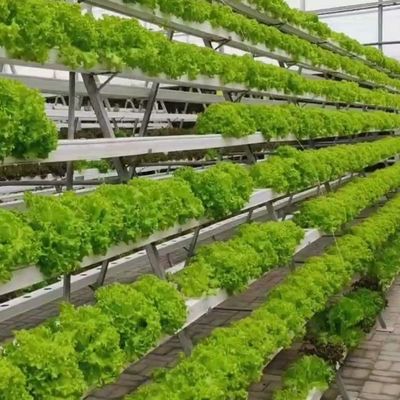6/9.6/12meters Cultivation Method Hydroponic System for Juxiang Film Greenhouse Easy