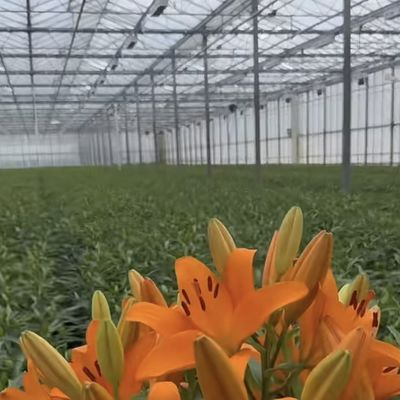 JX-A0064 Large Float Single Layer Hollow Glass Greenhouse for Hydroponics Growing