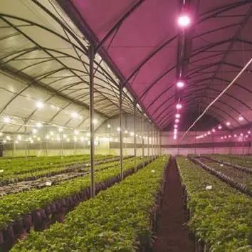 Anti-Drip Fogging Illuminating Greenhouse for Seedling Cultivation Customized Request