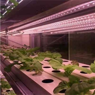 Anti-Drip Fogging Illuminating Greenhouse for Seedling Cultivation Customized Request