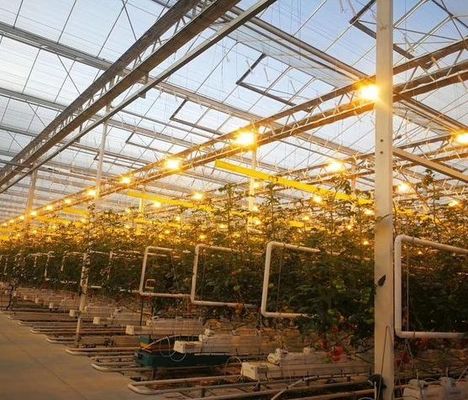 Anti-Drip Fogging Illuminating Greenhouse for Seedling Cultivation Customized Request