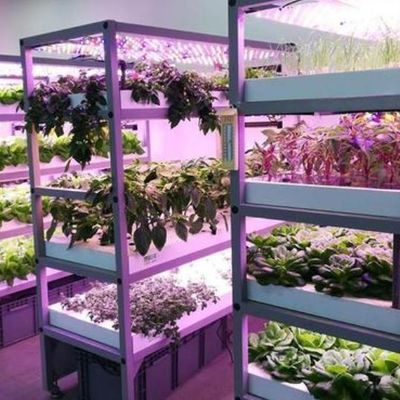 Anti-Drip Fogging Illuminating Greenhouse for Seedling Cultivation Customized Request
