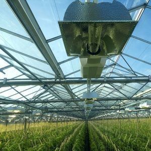 Anti-Drip Fogging Illuminating Greenhouse for Seedling Cultivation Customized Request
