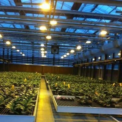 Anti-Drip Fogging Illuminating Greenhouse for Seedling Cultivation Customized Request