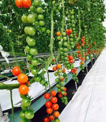 Glass Greenhouse Hydroponic Setup for Year-Round Cultivation Affordable Shipping Cost