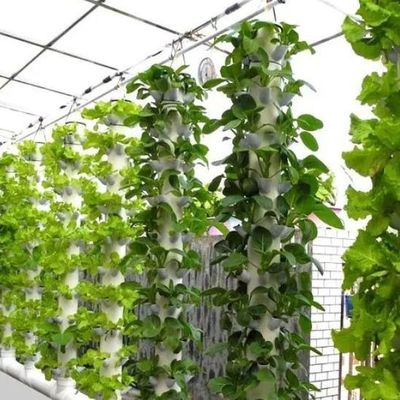 Glass Greenhouse Hydroponic Setup for Year-Round Cultivation Affordable Shipping Cost