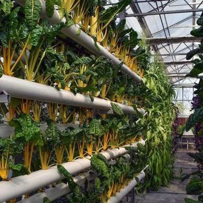 Glass Greenhouse Hydroponic Setup for Year-Round Cultivation Affordable Shipping Cost