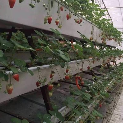 9.6m Film Greenhouse for Maximum Yield in Soilless Cultivation and Initial Payment