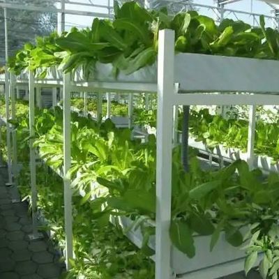 9.6m Film Greenhouse for Maximum Yield in Soilless Cultivation and Initial Payment