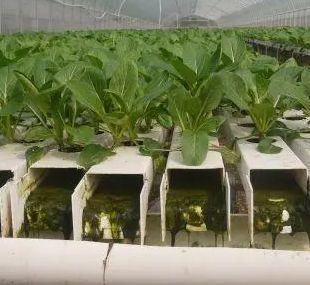 Temporary Heating Solutions for Glass Greenhouse Department Soilless Cultivation