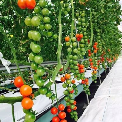 Temporary Heating Solutions for Glass Greenhouse Department Soilless Cultivation