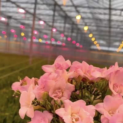 Multi-Span Glass Greenhouse Hydroponic System for Optimal Vegetable Growth Conditions