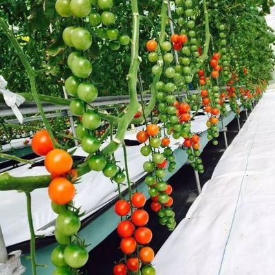 Large-Scale Farming Greenhouse Hydroponic System featuring Temporary Heating Method