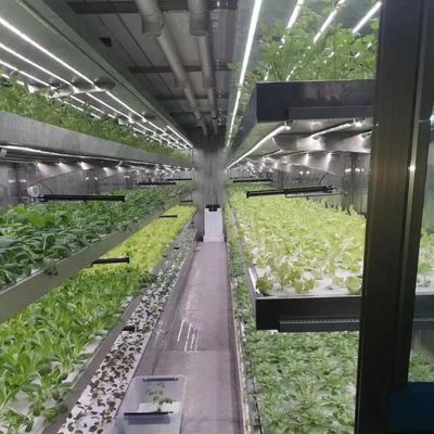 Large-Scale Farming Greenhouse Hydroponic System featuring Temporary Heating Method