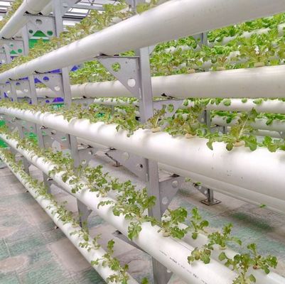 Large-Scale Farming Greenhouse Hydroponic System featuring Temporary Heating Method