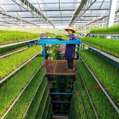 Hot-DIP Galvanized Steel Pipe Structure Material Greenhouse with 1 Piece Min.Order