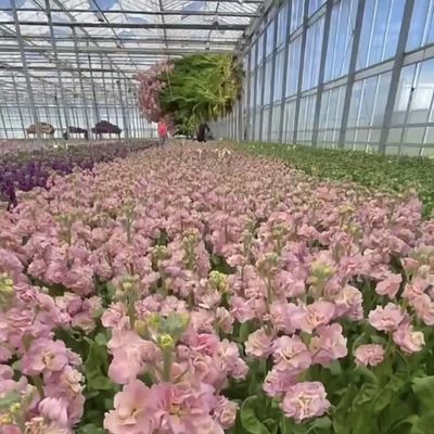 Commercial Greenhouse Drip Irrigation Glass Hydroponics System with Customization