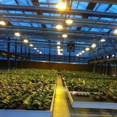 Controlled Environment Illuminated Planting Greenhouse with Glass Cover and Illumination