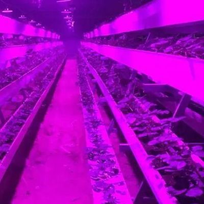 Controlled Environment Illuminated Planting Greenhouse with Glass Cover and Illumination