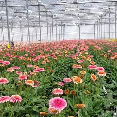 Float Single Layer Hollow Glass Greenhouse Hydroponics Perfect for Hydroponic Farming