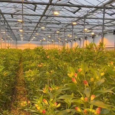 Float Single Layer Hollow Glass Greenhouse Hydroponics Perfect for Hydroponic Farming