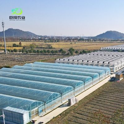 Glass Green House for Plant Tomato and Leaves JX-Glass Span 8m 9.6m 12m Customized