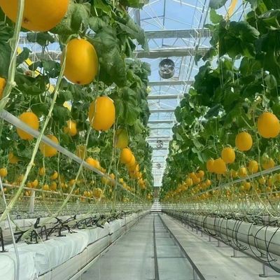 Float Single Layer Hollow Glass Greenhouse Hydroponics Perfect for Hydroponic Farming