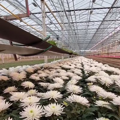 Float Single Layer Hollow Glass Greenhouse Hydroponics Perfect for Hydroponic Farming