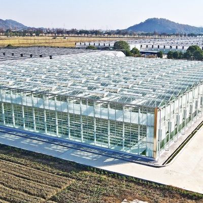 Glass Green House for Plant Tomato and Leaves JX-Glass Span 8m 9.6m 12m Customized
