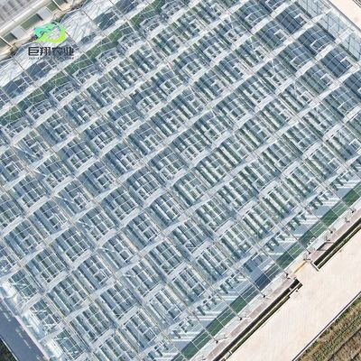 Glass Green House for Plant Tomato and Leaves JX-Glass Span 8m 9.6m 12m Customized