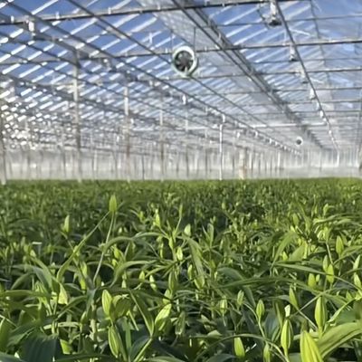 Glass Greenhouse Hydroponic System for Vegetables and Flowers Advanced Technology