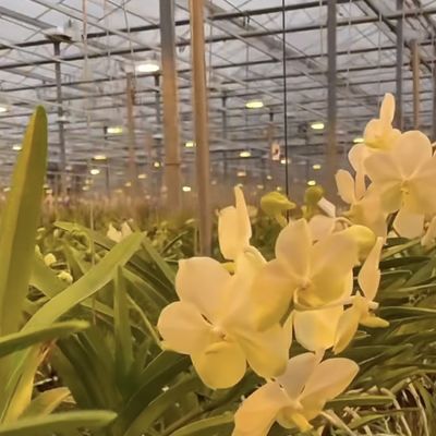 Steel Structure Double Layer Venlo Glass Greenhouse for Hydroponic Production System